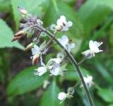 BLOESEMREMEDIE HEKSENKRUID, GROOT (Circaea lutetiana) Inhoud 10 cc