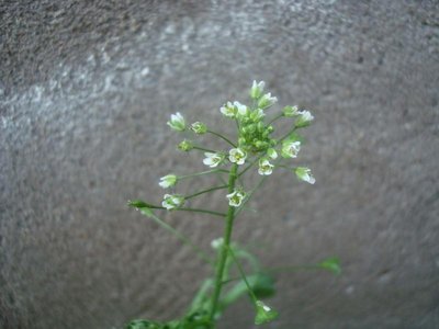 BLOESEMREMEDIE HERDERSTASJE (Capsella bursa-pastoris) Inhoud 10 cc