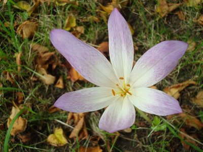 BLOESEMREMEDIE HERFSTTIJLOOS (Colchicum autumnale) Inhoud 10 cc
