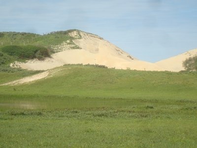 BLOESEMREMEDIE HINAHINA KU KAHAKAI (Heliotropium anomalum)  Inhoud 10 cc