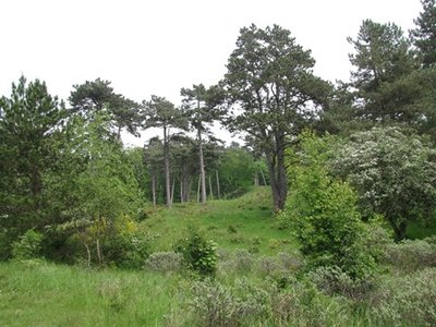 Tea Tree (blad) 10 cc etherische olie