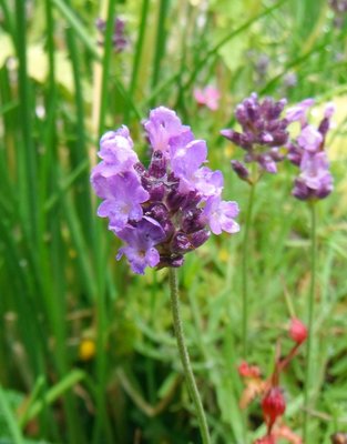 Lavendel Mt. Blanc (bloem/plant) 30 cc etherische olie