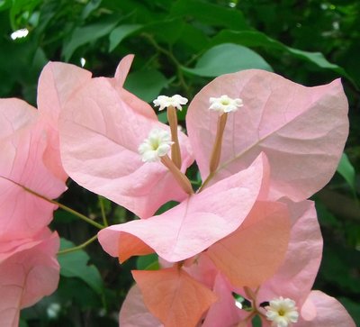 BLOESEMREMEDIE BOUGAINVILLEA (Bougainvillea spectabilis)  Inhoud 10 cc