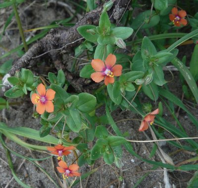 Bloesemremedie Guichelheil, Rood (Anagallis arvensis) Inhoud 10 cc