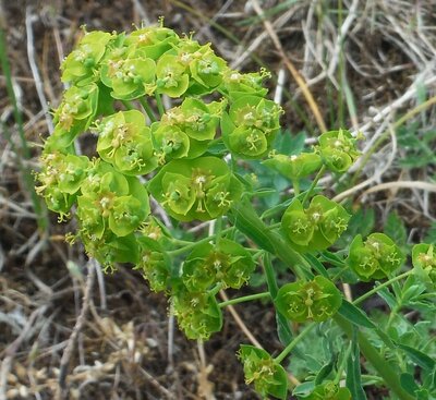 Bloesemremedie Heksenmelk (Euphorbia esula) Inhoud 10 cc