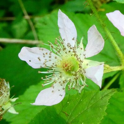 BLOESEMREMEDIE FRAMBOOS (Rubus idaeus)  Inhoud 10 cc