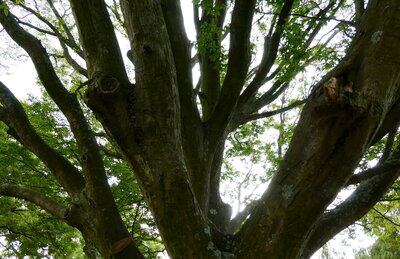 BLOESEMREMEDIE HORNBEAM (Haagbeuk)(Carpinus betulus)  Inhoud 10 cc