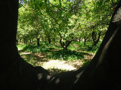 Neroli (blad) 5 cc etherische olie