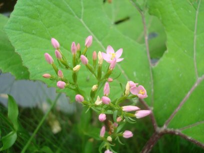 BLOESEMREMEDIE CENTAURY (Duizendguldenkruid)(Centaurium umbellatum) Inhoud 10 cc BLOESEMREMEDIE CENTAURY (Duizendguldenkruid)(Centaurium umbellatum) Inhoud 10 cc