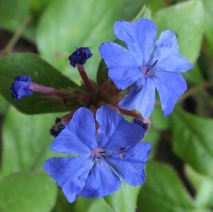 BLOESEMREMEDIE CERATO (Loodkruid)(Ceratostigma willmottiana) Inhoud 10 cc BLOESEMREMEDIE CERATO (Loodkruid)(Ceratostigma willmottiana) Inhoud 10 cc