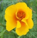 BLOESEMREMEDIE CALIFORNIA POPPY (Slaapmutsje)(Eschscholzia californica) Inhoud 10 cc BLOESEMREMEDIE CALIFORNIA POPPY (Slaapmutsje)(Eschscholzia californica) Inhoud 10 cc