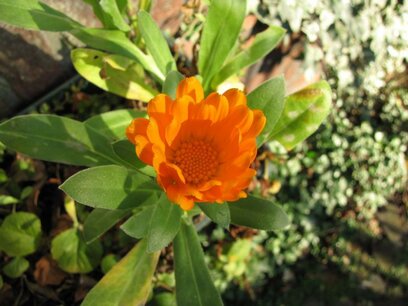 BLOESEMREMEDIE CALENDULA (Goudsbloem)(Calendula officinalis) Inhoud 10 cc BLOESEMREMEDIE CALENDULA (Goudsbloem)(Calendula officinalis) Inhoud 10 cc