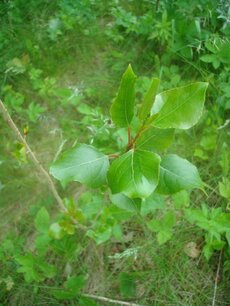 BLOESEMREMEDIE ASPEN (Ratelpopulier)(Populus tremula) Inhoud 10 cc BLOESEMREMEDIE ASPEN (Ratelpopulier)(Populus tremula) Inhoud 10 cc