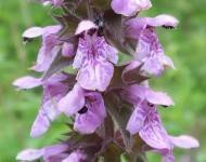 BLOESEMREMEDIE ANDOORN, MOERAS (Stachys palustris) Inhoud 10 cc BLOESEMREMEDIE ANDOORN, MOERAS (Stachys palustris) Inhoud 10 cc