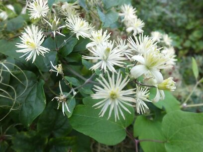 BLOESEMREMEDIE CLEMATIS (Bosrank)(Clematis vitalba) Inhoud 10 cc BLOESEMREMEDIE CLEMATIS (Bosrank)(Clematis vitalba) Inhoud 10 cc