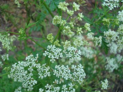 BLOESEMREMEDIE FLUITEKRUID (Anthriscus sylvestris) Inhoud 10 cc BLOESEMREMEDIE FLUITEKRUID (Anthriscus sylvestris) Inhoud 10 cc