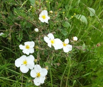 BLOESEMREMEDIE GANZERIK (Tundra Rose)(Potentilla fruticosa) Inhoud 10 cc BLOESEMREMEDIE GANZERIK (Tundra Rose)(Potentilla fruticosa) Inhoud 10 cc