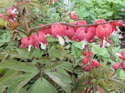 BLOESEMREMEDIE GEBROKEN HARTJES (Bleeding Hart)(Dicentra formosa) Inhoud 10 cc BLOESEMREMEDIE GEBROKEN HARTJES (Bleeding Hart)(Dicentra formosa) Inhoud 10 cc