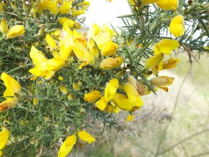 BLOESEMREMEDIE GORSE (Gaspeldoorn)(Ulex europaeus) Inhoud 10 cc BLOESEMREMEDIE GORSE (Gaspeldoorn)(Ulex europaeus) Inhoud 10 cc