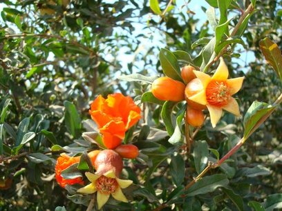 BLOESEMREMEDIE GRANAATAPPEL (Pomegranate)(Punica granatum) Inhoud 10 cc BLOESEMREMEDIE GRANAATAPPEL (Pomegranate)(Punica granatum) Inhoud 10 cc