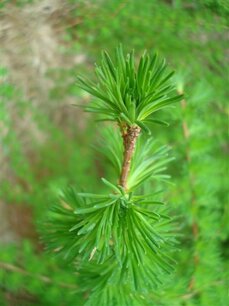 Larix (Lariks)(naald) 10 cc etherische olie Larix (Lariks)(naald) 10 cc etherische olie