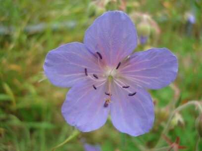Geranium (blad/bloem) 5 cc etherische olie Geranium (blad/bloem) 5 cc etherische olie
