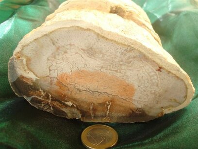 Versteend Hout (Slangenden) Brazilie Versteend Hout (Slangenden) Brazilie