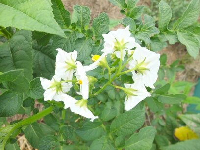BLOESEMREMEDIE AARDAPPEL (Potato) (Solanum tuberosum) Inhoud 10 cc BLOESEMREMEDIE AARDAPPEL (Potato) (Solanum tuberosum) Inhoud 10 cc