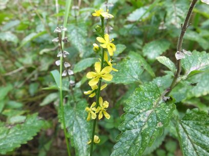 BLOESEMREMEDIE AGRIMONY (Agrimonie)(Agrimonia eupatoria) Inhoud 10 cc BLOESEMREMEDIE AGRIMONY (Agrimonie)(Agrimonia eupatoria) Inhoud 10 cc