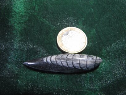 Orthoceras (fossiele inktvisachtige) ca 380 miljoen jaar oud. Marokko Orthoceras (fossiele inktvisachtige) ca 380 miljoen jaar oud. Marokko