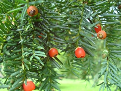Peridoot/Taxus remedie 10 cc Peridoot/Taxus remedie 10 cc