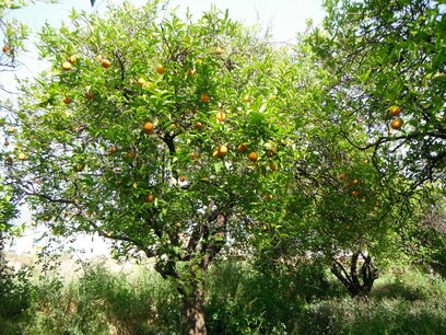 Sinaasappel (schil) 10 cc etherische olie Sinaasappel (schil) 10 cc etherische olie