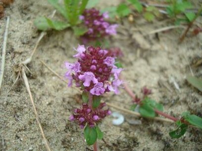 Thym (Tijm)(blad/bloem) 10 cc etherische olie Thym (Tijm)(blad/bloem) 10 cc etherische olie