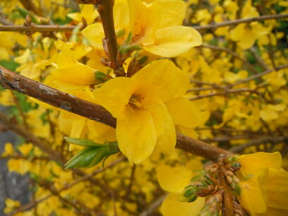 BLOESEMREMEDIE FORSYTHIA (Forsythia suspensa) Inhoud 10 cc BLOESEMREMEDIE FORSYTHIA (Forsythia suspensa) Inhoud 10 cc