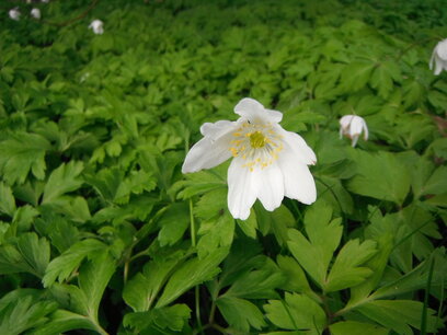 BLOESEMREMEDIE ANEMOON, BOS (Anemone nemorosa) Inhoud 10 cc BLOESEMREMEDIE ANEMOON, BOS (Anemone nemorosa) Inhoud 10 cc