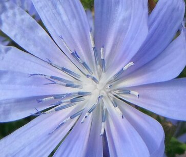BLOESEMREMEDIE CHICORY(Cichorei)(Cichorium intybus) Inhoud 10 cc BLOESEMREMEDIE CHICORY(Cichorei)(Cichorium intybus) Inhoud 10 cc