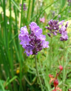 Lavendel Mt. Blanc (bloem/plant) 30 cc etherische olie Lavendel Mt. Blanc (bloem/plant) 30 cc etherische olie