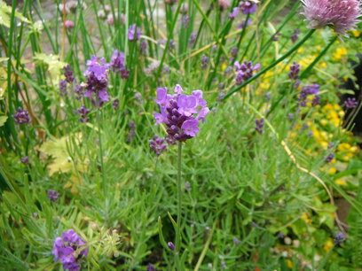 Lavendel Mt. Blanc (bloem/plant) 10 cc Lavendel Mt. Blanc (bloem/plant) 10 cc