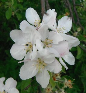 BLOESEMREMEDIE CRAB APPLE (Appel)(Malus pumila) Inhoud 10 cc BLOESEMREMEDIE CRAB APPLE (Appel)(Malus pumila) Inhoud 10 cc
