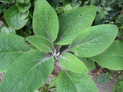 Aragoniet, Bruin/Digitalis, Wit remedie 10 cc Aragoniet, Bruin/Digitalis, Wit remedie 10 cc