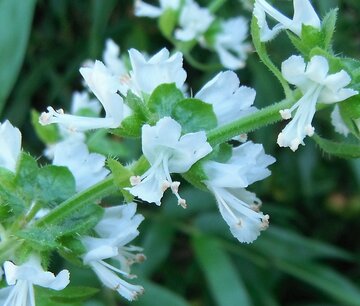 BLOESEMREMEDIE BASILICUM (Basil)(Ocimum basilicum) Inhoud 10 cc BLOESEMREMEDIE BASILICUM (Basil)(Ocimum basilicum) Inhoud 10 cc