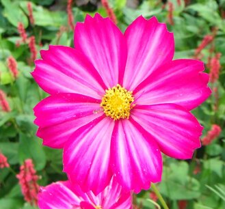 BLOESEMREMEDIE COSMOS (Cosmea)(Cosmos bipinnatus) Inhoud 10 cc BLOESEMREMEDIE COSMOS (Cosmea)(Cosmos bipinnatus) Inhoud 10 cc
