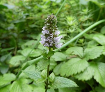 Pepermunt (plant) 10 cc etherische olie Pepermunt (plant) 10 cc etherische olie