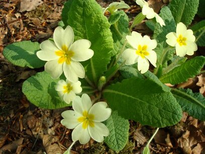 Apophylliet, Groen/Sleutelbloem remedie 10 cc Apophylliet, Groen/Sleutelbloem remedie 10 cc