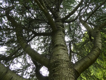 Ceder (hout) 10 cc etherische olie Ceder (hout) 10 cc etherische olie