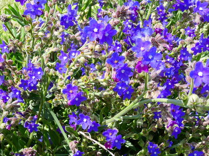 Apatiet, Blauw/Ossetong remedie 10 cc Apatiet, Blauw/Ossetong remedie 10 cc