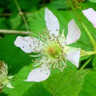 BLOESEMREMEDIE FRAMBOOS (Rubus idaeus) Inhoud 10 cc BLOESEMREMEDIE FRAMBOOS (Rubus idaeus) Inhoud 10 cc