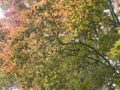 BLOESEMREMEDIE BEECH (Beuk)(Fagus sylvatica) Inhoud 10 cc BLOESEMREMEDIE BEECH (Beuk)(Fagus sylvatica) Inhoud 10 cc