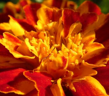 BLOESEMREMEDIE AFRIKAAN, GROTE (Tagetes erecta) Inhoud 10 cc BLOESEMREMEDIE AFRIKAAN, GROTE (Tagetes erecta) Inhoud 10 cc