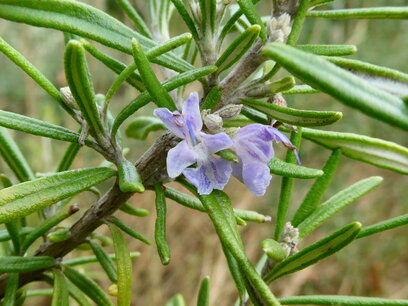 Rozemarijn (bloem/plant) 30 cc etherische olie Rozemarijn (bloem/plant) 30 cc etherische olie